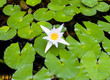 White lotus flower, green leaves on the water