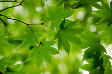 Green Maple Leaves Background