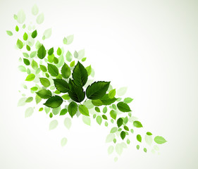 Sticker - branch with fresh green leaves