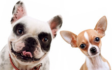 Chihuahua And French Bull Dog