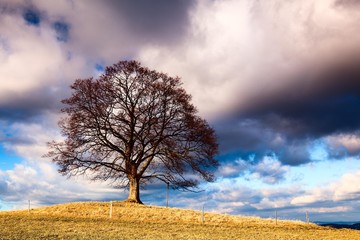 Wall Mural - Memorable tree on the autumn meadow in the daytime