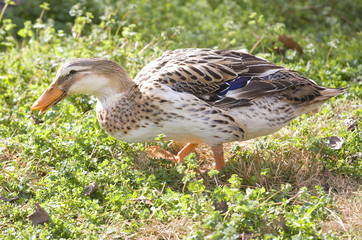 Walking mallard