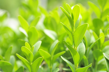 Wall Mural - Green Leaves of Boxwood (Box or Buxus sempervirens) Close-Up