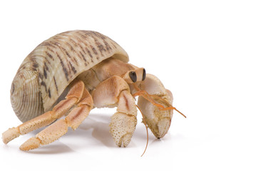 Hermit Crab