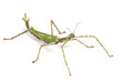 Giant Goliath Stick Insect on white background