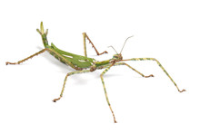 Giant Goliath Stick Insect On White Background