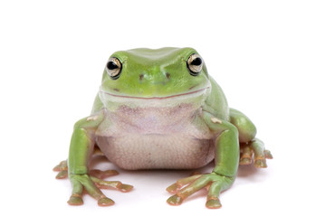 green tree frog