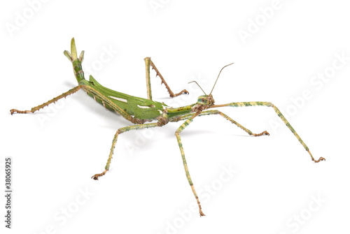 Cuadros en Lienzo Giant Goliath Stick Insect on white background