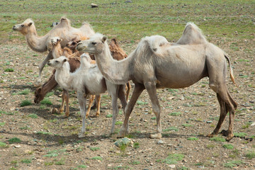 Wall Mural - Bactrian camels