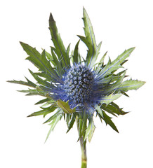 Sticker - Eryngium alpinum thistle plant