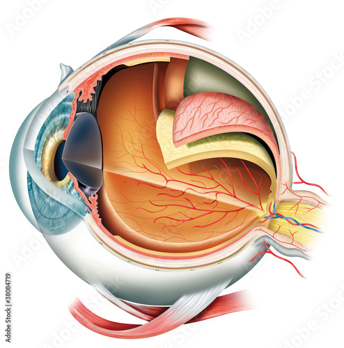 Fototapeta na wymiar Anatomy of the eye