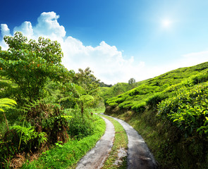 road and tea plantation Cameron highlands, Malaysia