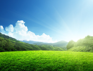 Wall Mural - field of spring grass and mountain