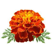 Red Marigold (Tagetes)