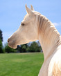 White arabian horse on a pasture