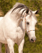 Cute white arabian horse