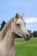 White arabian horse on a pasture