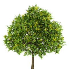 Wall Mural - goldenrain tree isolated on white background