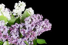 The Beautiful Lilac On Black Background