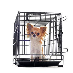 Wall Mural - chihuahua in kennel