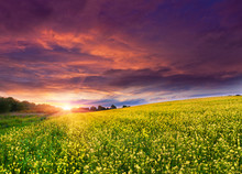 Summer Landscape With A Field Of Yellow Flowers. Sunset