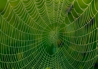 spider web with water drops