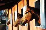 Fototapeta Konie - Horses in their stable