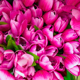 Fototapeta Tulipany - fake tulips, floral background