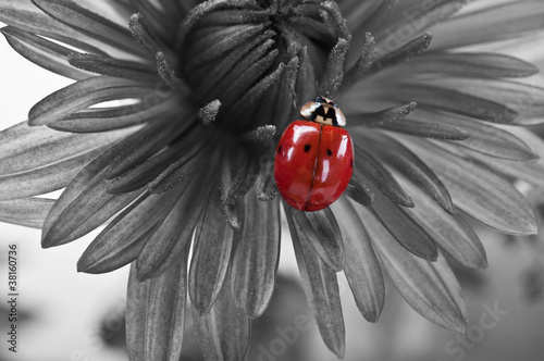 Naklejka ścienna ladybird on the flower