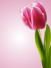 Pink Tulip Background