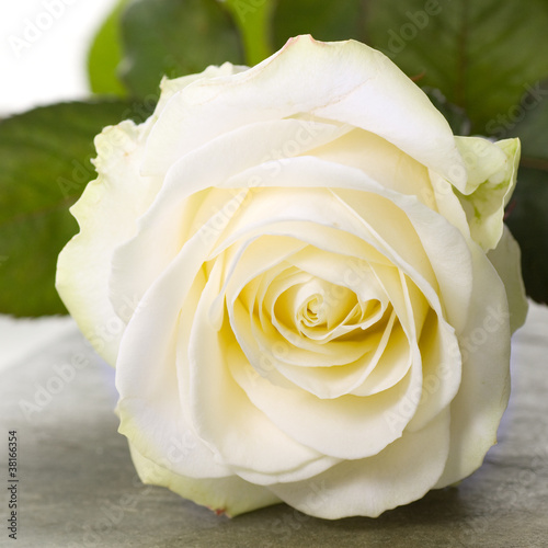 Naklejka dekoracyjna Beautiful white rose