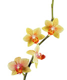 Fototapeta Storczyk - beautiful yellow orchid isolated on white background