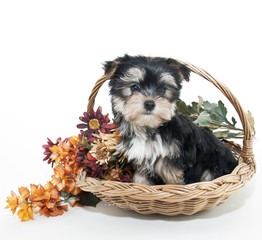 Sticker - Sweet Littlre Yorkie Puppy