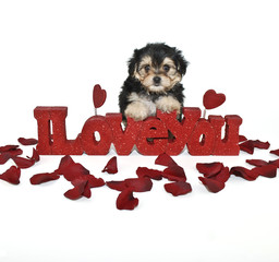 Sticker - I love you Yorkie-Poo Puppy