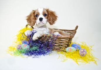 Sticker - King Cavalier Puppy in an Easter Basket