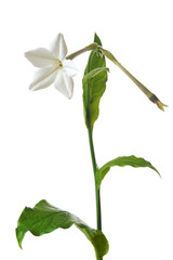 Wall Mural - tobacco flower