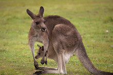 Kangaroo Female With Baby Joey In Pouch