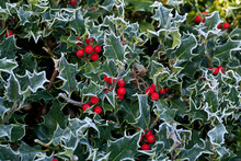 Frost On Holly Hedge