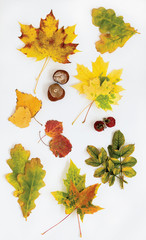 Wall Mural - Autumn leaves