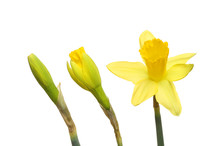 Daffodil Buds And Flower