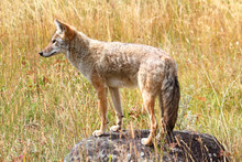 Western Coyote (Canis Latrans)