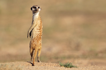 Poster - Meerkat on guard