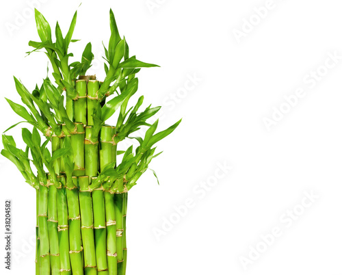 lucky-bamboo-free