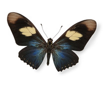 Dark Blue And Black Butterfly Isolated On White