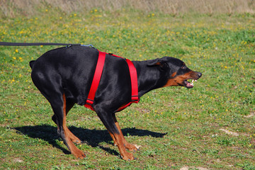 Poster - doberman agressif