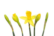 Daffodil Flower And Buds