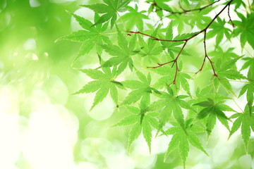 Wall Mural - green maple leaves