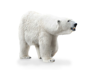 polar bear female