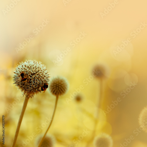 Naklejka nad blat kuchenny Summer. Abstract nature background