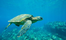 Green Sea Turtle Swimming In Ocean Sea